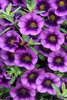 Superbells® Grape Punch - Calibrachoa hybrid