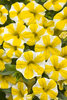Superbells® Lemon Slice - Calibrachoa hybrid
