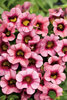 Superbells® Strawberry Punch - Calibrachoa hybrid