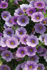 Superbells® Lovely Lavender - Calibrachoa hybrid