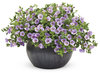 Superbells® Miss Lilac - Calibrachoa hybrid