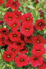 Superbells® Red - Calibrachoa hybrid