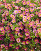 Superbells® Sweet Tart - Calibrachoa hybrid
