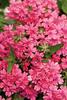 Superbena® Coral Red - Verbena hybrid