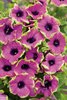 Supertunia® Pretty Much Picasso® - Petunia hybrid