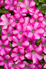 Supertunia® Raspberry Blast™ - Petunia hybrid