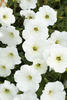 Supertunia® White - Petunia hybrid