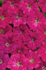 Tiny Tunia® Cranberry - Petunia x hybrid