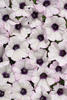 Tiny Tunia® Silver - Petunia x hybrid