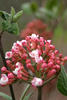 Spice Girl™ - Korean Spice Viburnum - Viburnum carlesii