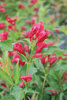 Sonic Bloom™ Red - Reblooming Weigela - Weigela florida