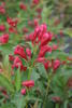 Sonic Bloom™ Red - Reblooming Weigela - Weigela florida