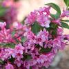Sonic Bloom™ Pink - Reblooming Weigela - Weigela florida