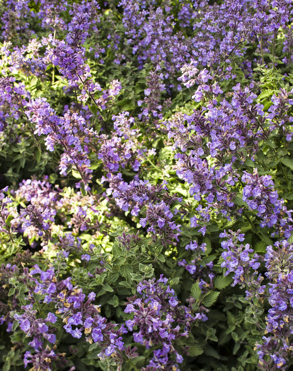 catmint flowers