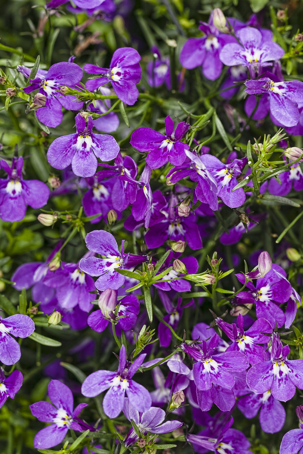 purple lobelia