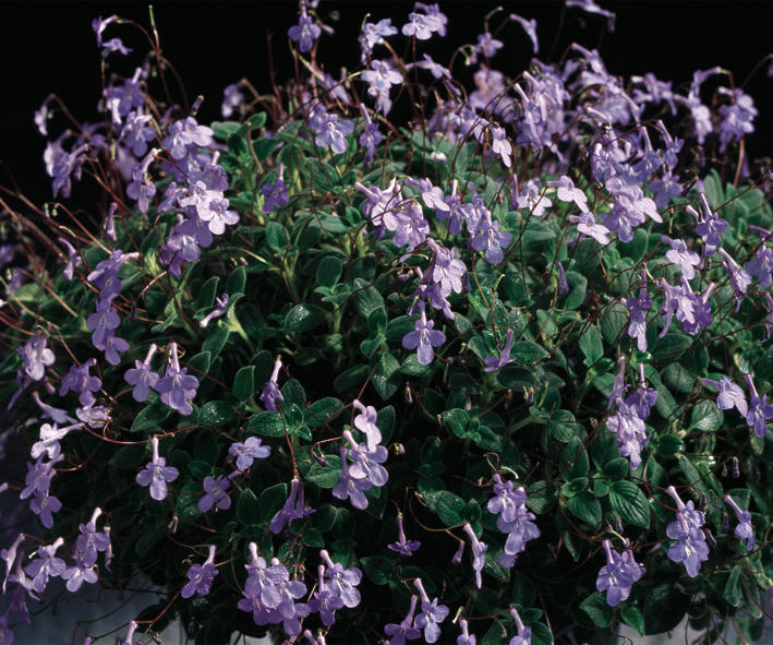 Concord Blue Streptocarpella Streptocarpus saxorum Proven Winners