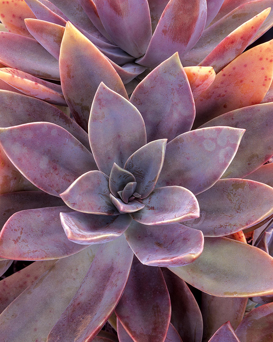 Fred Ives Echeveria Graptoveria Hybrid Proven Winners Fred Ives Echeveria Graptoveria Hybrid Proven Winners