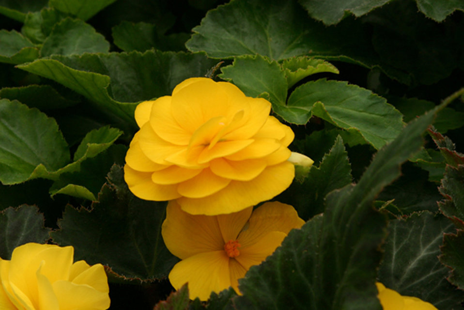 Nonstop® Mocca Yellow Tuberous Begonia Begonia x tuberhybrida