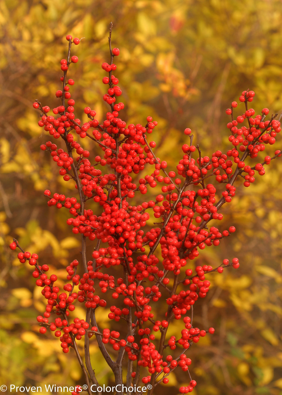 Berry Heavy® Winterberry Holly Ilex verticillata Proven Winners