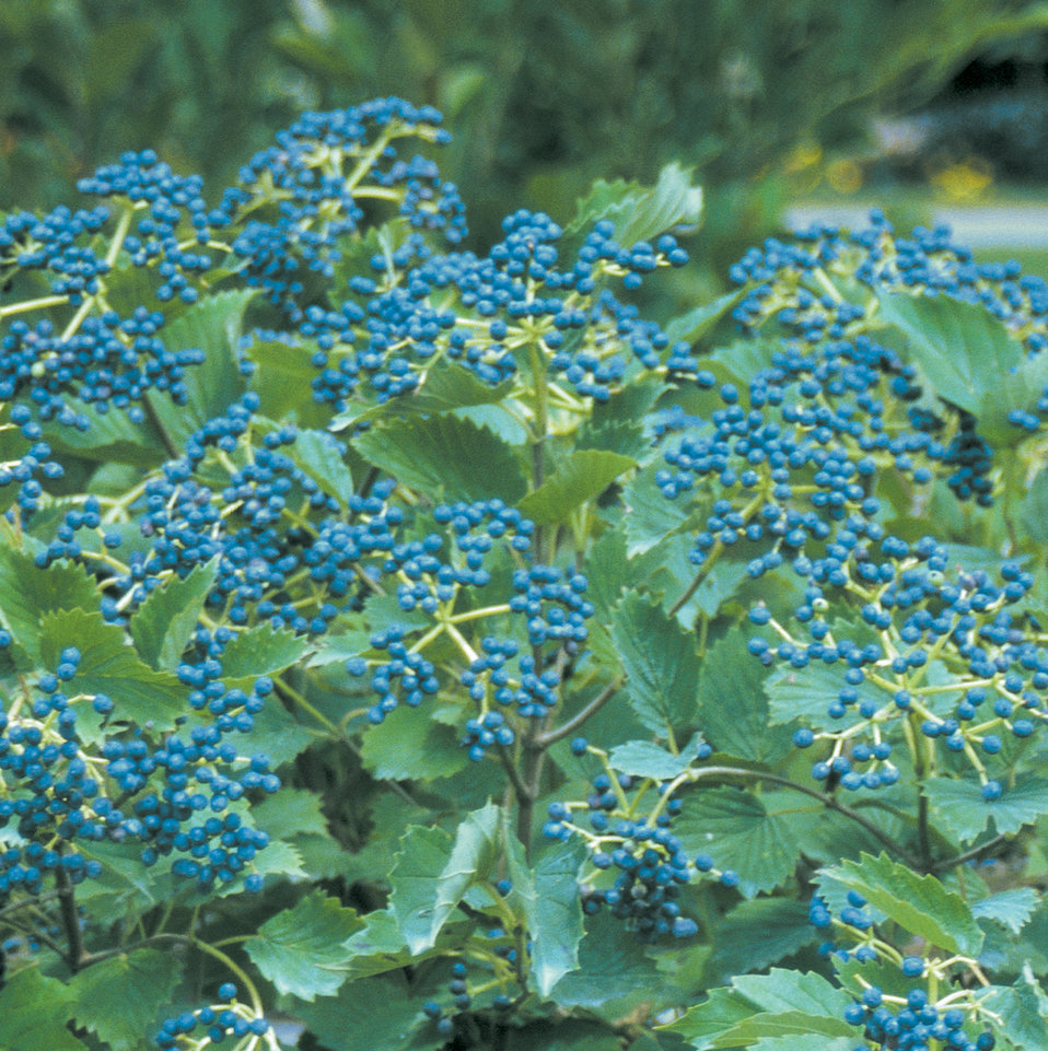 Blue Muffin® Arrowwood Viburnum Viburnum dentatum Proven Winners