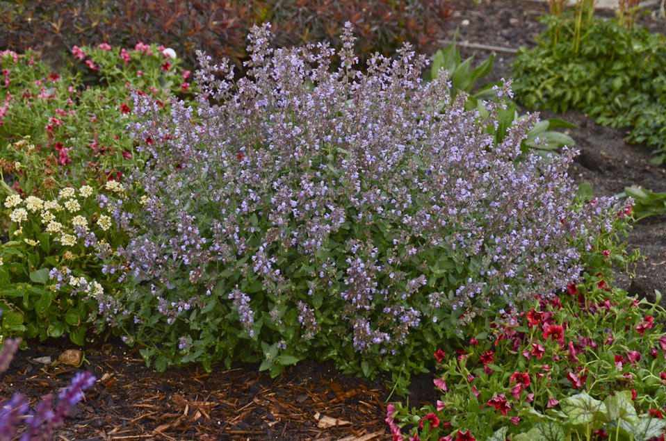 'Cat's Meow' Catmint Nepeta faassenii Proven Winners