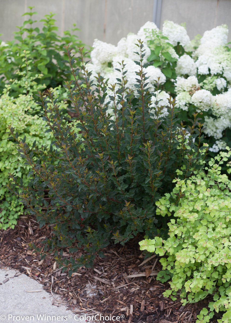 Tiny Wine® Ninebark Physocarpus opulifolious Proven Winners