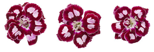 dianthus_apple_slice_02.jpg