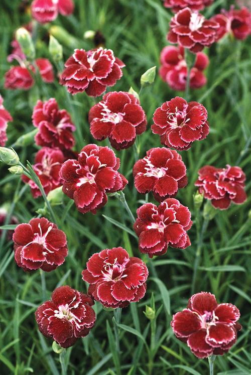 dianthus_black_cherry_wild_0.jpg