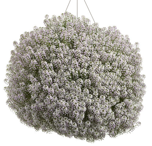 alyssum flower basket