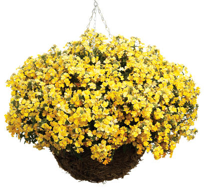 yellow hanging basket flowers