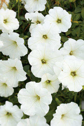 SupertuniaWhite-11.jpg