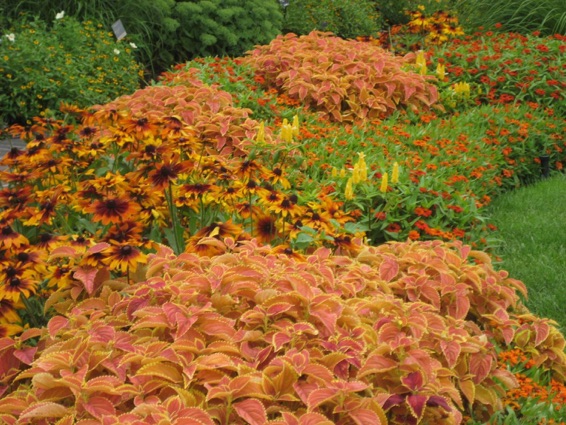 Monochrome Orange Garden Bed