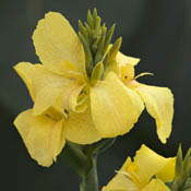 yellow canna lily