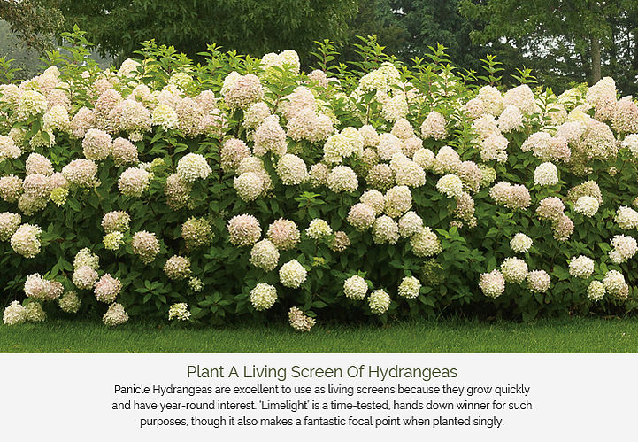panicle hydrangeas