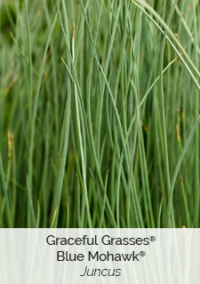 Blue-Mohawk grass
