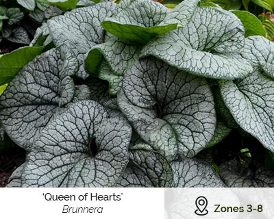 Queen of hearts
