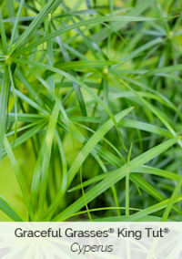 King-Tut-Cyperus