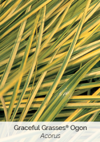 Grasses-Ogon-Acorus
