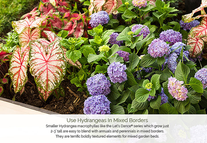 different colored hydrangeas