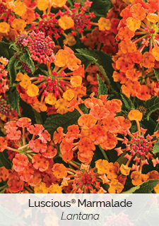 luscious-marmalade-lantana
