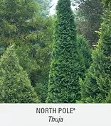 north pole