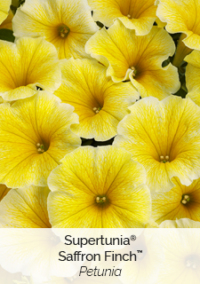 Supertunia-Saffron-Finch-Petunia