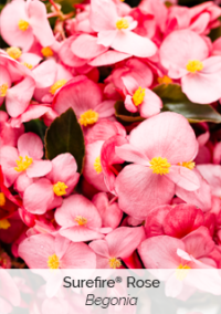 surefire-rose-begonia