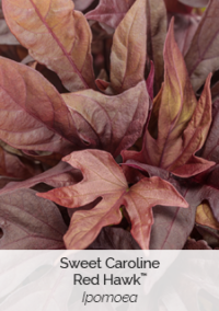 Sweet-Caroline-Red-Hawk