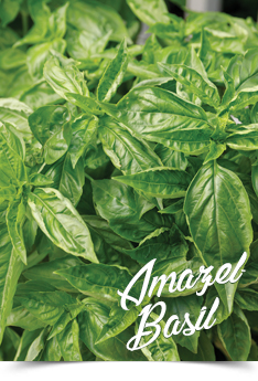 Amazel Basil