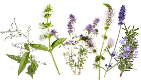 edible herbs