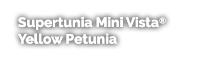 Supertunia Mini Vista® Yellow Petunia