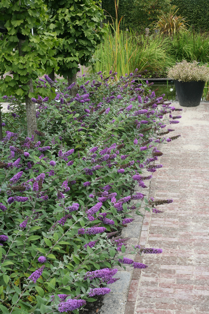 a garden with purple flowers