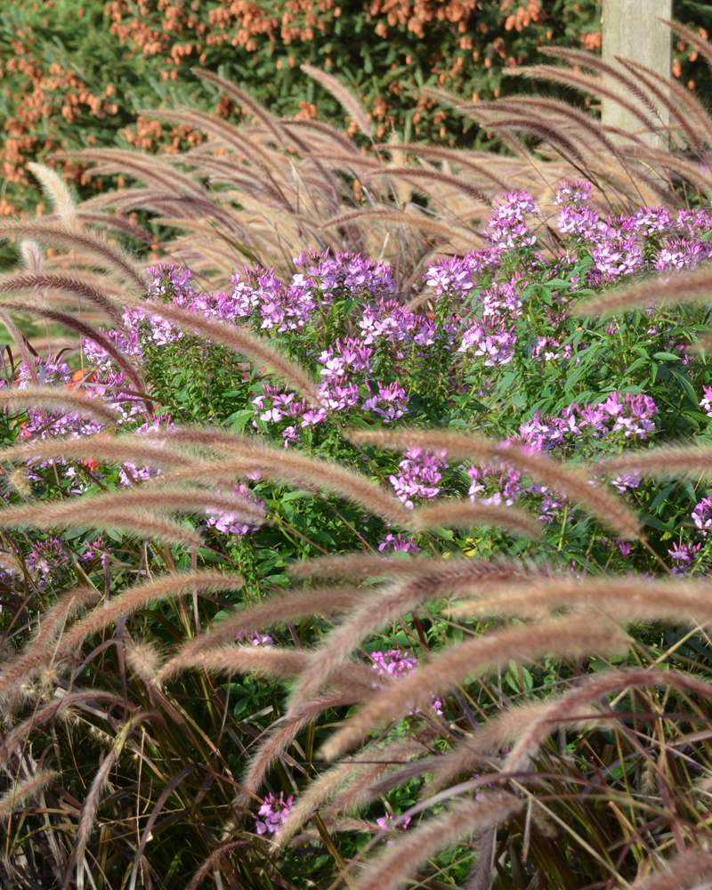 Image of Cleome companion plant for purple fountain grass