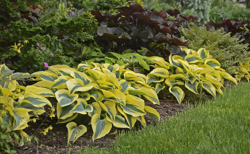 Shade The Good Bad And Ugly, Landscaping Plants For Shaded Areas